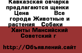 Кавказская овчарка -предлагаются щенки › Цена ­ 20 000 - Все города Животные и растения » Собаки   . Ханты-Мансийский,Советский г.